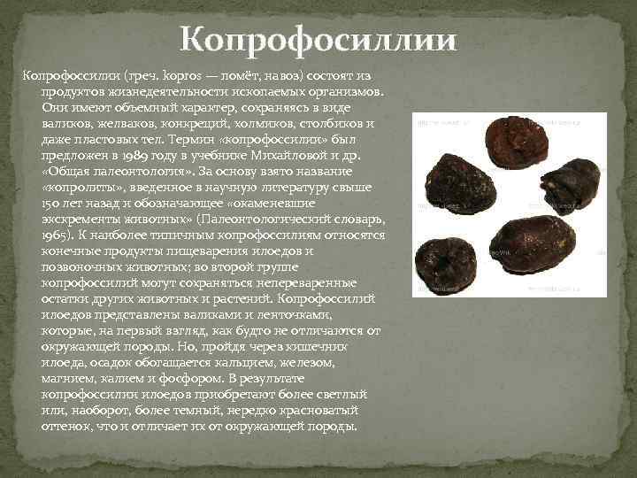 Копрофосиллии Копрофоссилии (греч. kopros — помёт, навоз) состоят из продуктов жизнедеятельности ископаемых организмов. Они