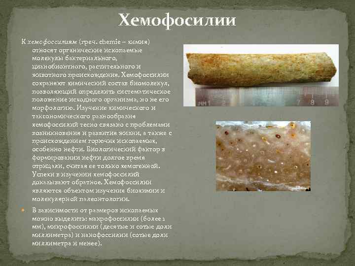 Хемофосилии К хемофоссилиям (греч. сhemie – химия) относят органические ископаемые молекулы бактериального, цианобионтного, растительного