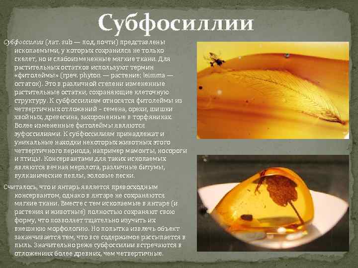 Субфосиллии Субфоссилии (лат. sub — под, почти) представлены ископаемыми, у которых сохранился не только