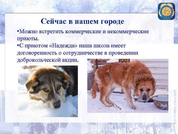 Сейчас в нашем городе • Можно встретить коммерческие и некоммерческие приюты. • С приютом