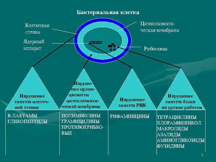 Бактериальная клетка Цитоплазматическая мембрана Клеточная стенка Ядерный аппарат н Нарушение а синтеза клеточной стенки