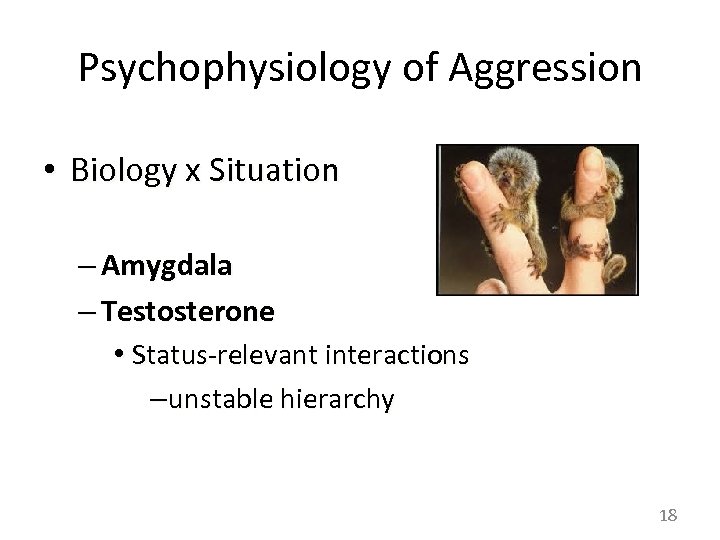 Psychophysiology of Aggression • Biology x Situation – Amygdala – Testosterone • Status-relevant interactions