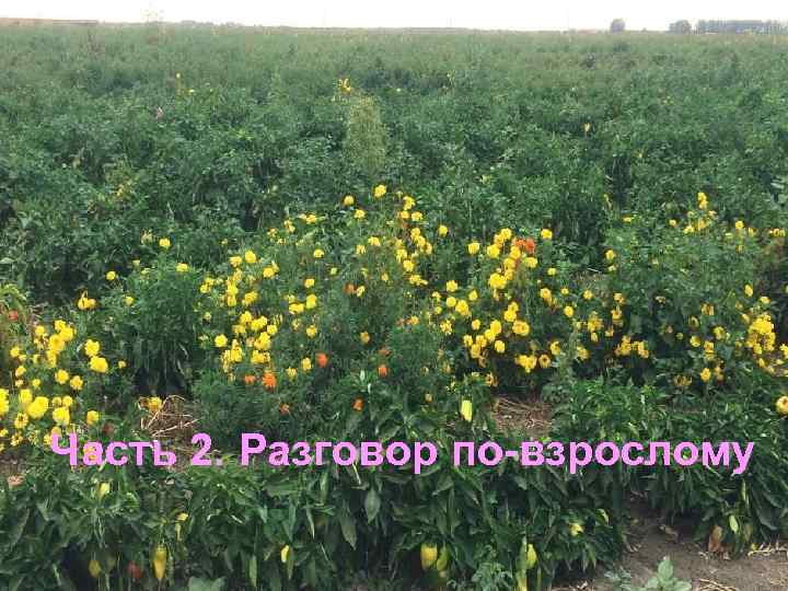 ТС К О Е Ч У ПА Р ДО А К ИНТЕНСИВНЫЕ ГРЯДКИ В.