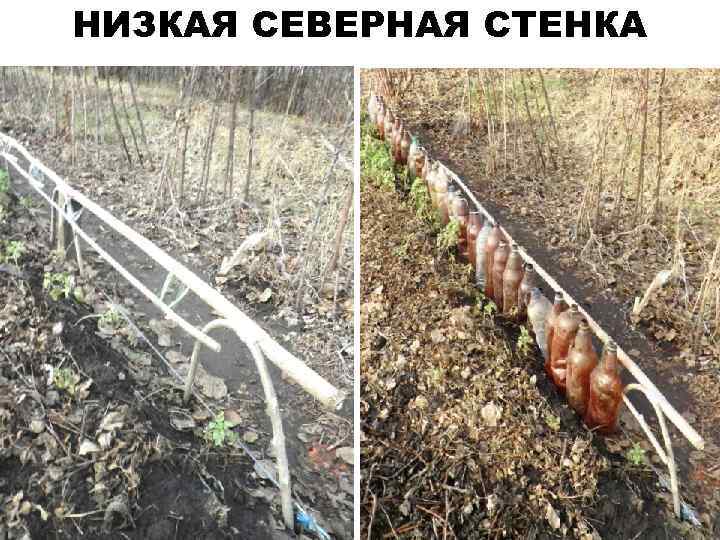 НИЗКАЯ СЕВЕРНАЯ СТЕНКА 