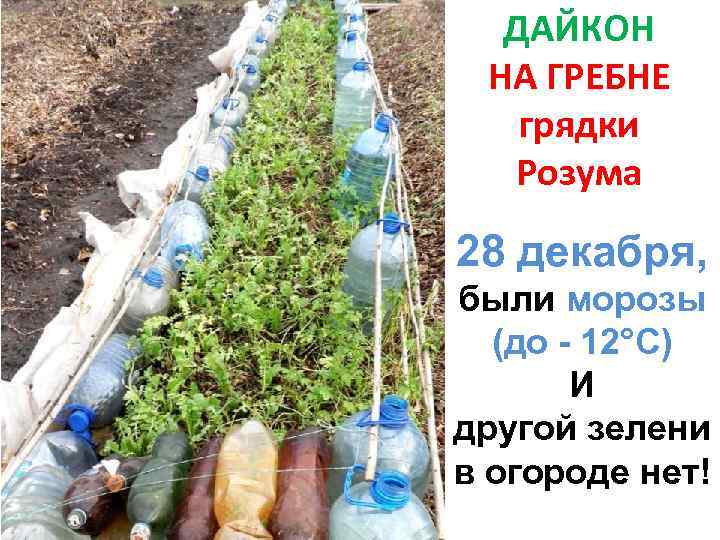 ДАЙКОН НА ГРЕБНЕ грядки Розума 28 декабря, были морозы (до - 12°С) И другой