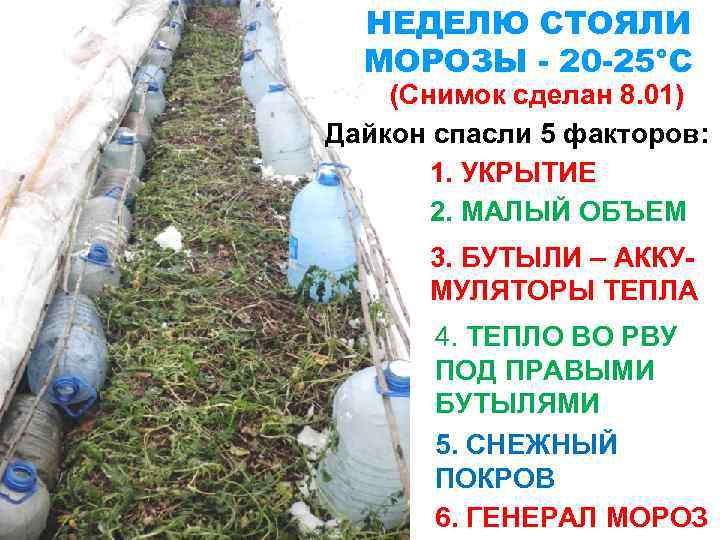 НЕДЕЛЮ СТОЯЛИ МОРОЗЫ - 20 -25°С (Снимок сделан 8. 01) Дайкон спасли 5 факторов: