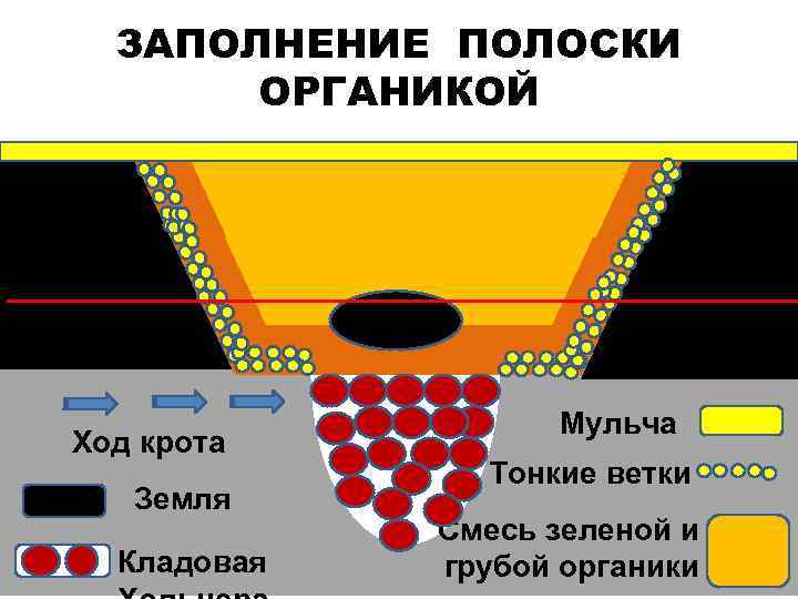 ЗАПОЛНЕНИЕ ПОЛОСКИ ОРГАНИКОЙ Ход крота Земля Кладовая Мульча Тонкие ветки Смесь зеленой и грубой
