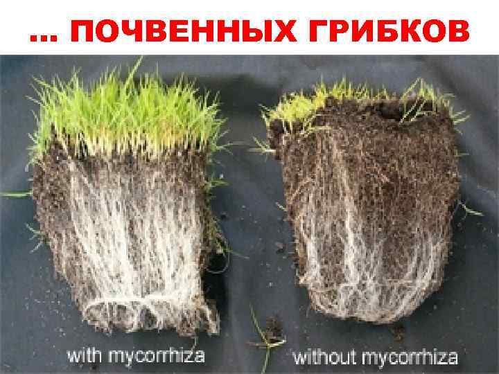 . . . ПОЧВЕННЫХ ГРИБКОВ 