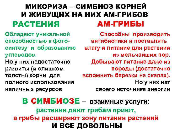 МИКОРИЗА – СИМБИОЗ КОРНЕЙ И ЖИВУЩИХ НА НИХ АМ-ГРИБОВ РАСТЕНИЯ АМ-ГРИБЫ Обладают уникальной Способны