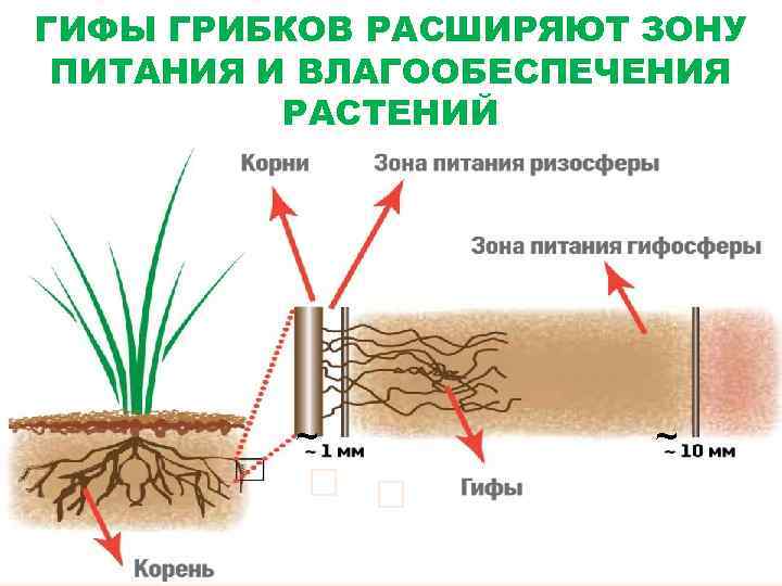 ГИФЫ ГРИБКОВ РАСШИРЯЮТ ЗОНУ ПИТАНИЯ И ВЛАГООБЕСПЕЧЕНИЯ РАСТЕНИЙ ~ ~ 