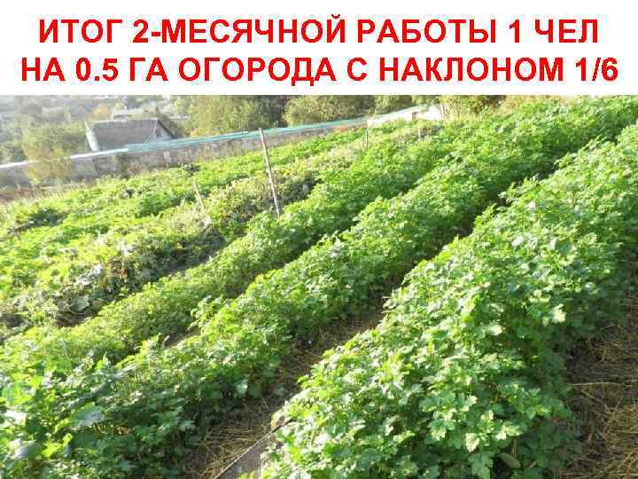 ИТОГ 2 -МЕСЯЧНОЙ РАБОТЫ 1 ЧЕЛ НА 0. 5 ГА ОГОРОДА С НАКЛОНОМ 1/6