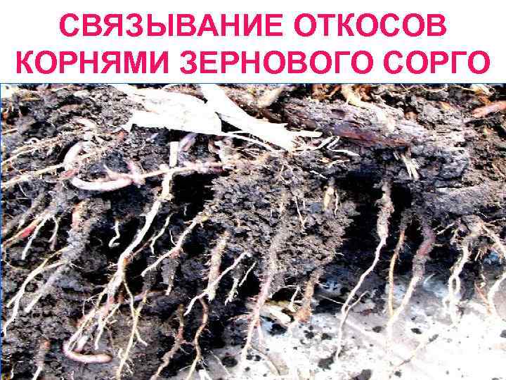 СВЯЗЫВАНИЕ ОТКОСОВ КОРНЯМИ ЗЕРНОВОГО СОРГО 