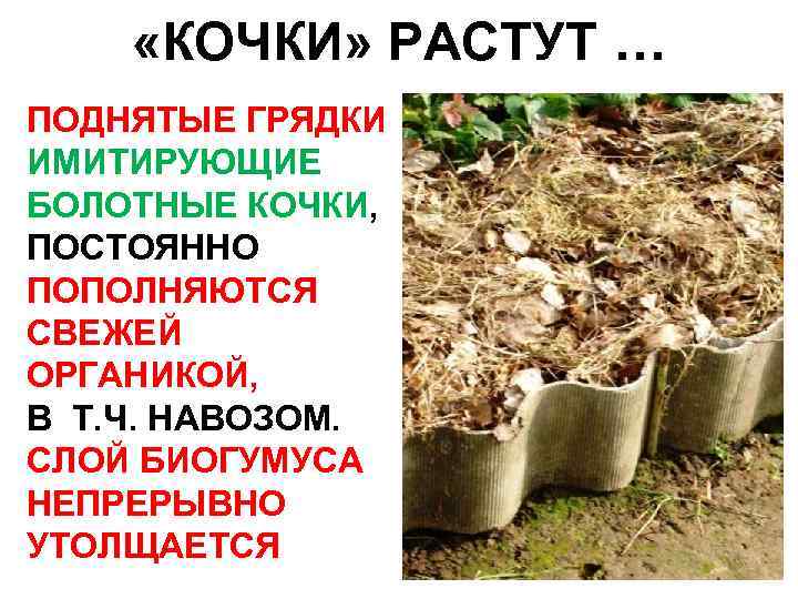  «КОЧКИ» РАСТУТ … ПОДНЯТЫЕ ГРЯДКИ ИМИТИРУЮЩИЕ БОЛОТНЫЕ КОЧКИ, ПОСТОЯННО ПОПОЛНЯЮТСЯ СВЕЖЕЙ ОРГАНИКОЙ, В