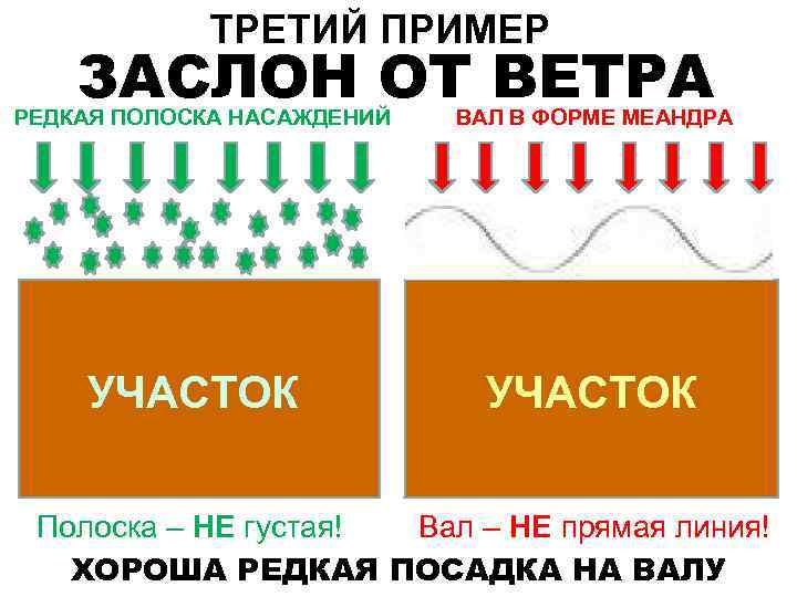 ТРЕТИЙ ПРИМЕР ЗАСЛОН ОТ ВЕТРА РЕДКАЯ ПОЛОСКА НАСАЖДЕНИЙ УЧАСТОК ВАЛ В ФОРМЕ МЕАНДРА УЧАСТОК