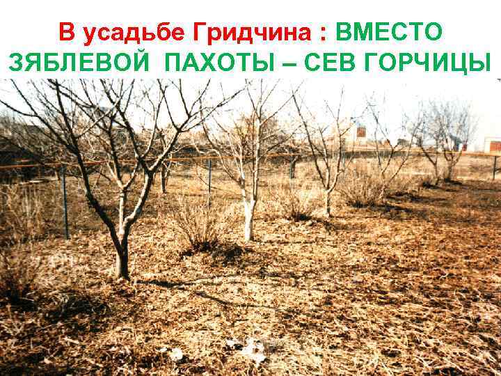 В усадьбе Гридчина : ВМЕСТО ЗЯБЛЕВОЙ ПАХОТЫ – СЕВ ГОРЧИЦЫ 