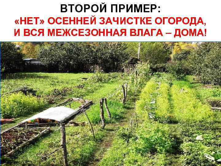 ВТОРОЙ ПРИМЕР: «НЕТ» ОСЕННЕЙ ЗАЧИСТКЕ ОГОРОДА, И ВСЯ МЕЖСЕЗОННАЯ ВЛАГА – ДОМА! 