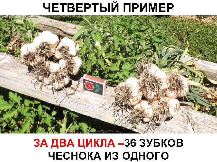 ЧЕТВЕРТЫЙ ПРИМЕР ЗА ДВА ЦИКЛА – 36 ЗУБКОВ ЧЕСНОКА ИЗ ОДНОГО 