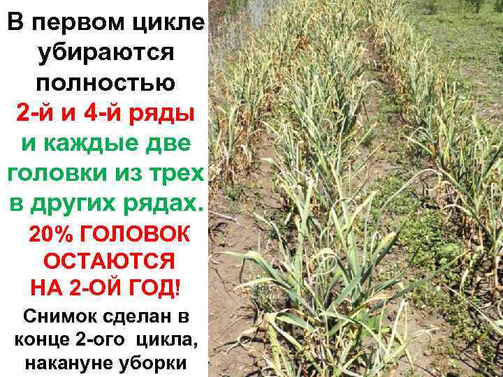 В первом цикле убираются полностью 2 -й и 4 -й ряды и каждые две