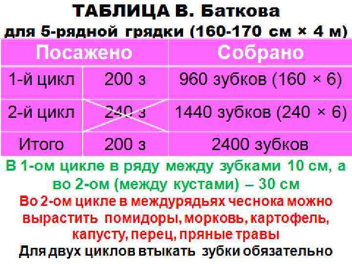 ТАБЛИЦА В. Баткова для 5 -рядной грядки (160 -170 см × 4 м) Посажено