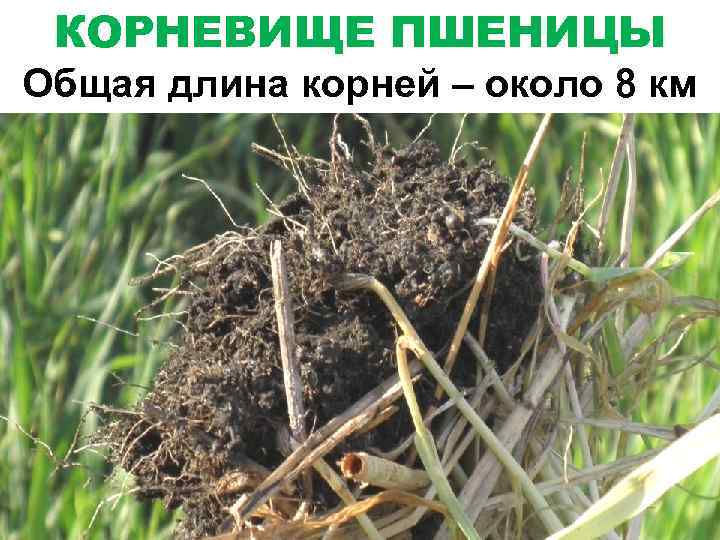 КОРНЕВИЩЕ ПШЕНИЦЫ Общая длина корней – около 8 км 