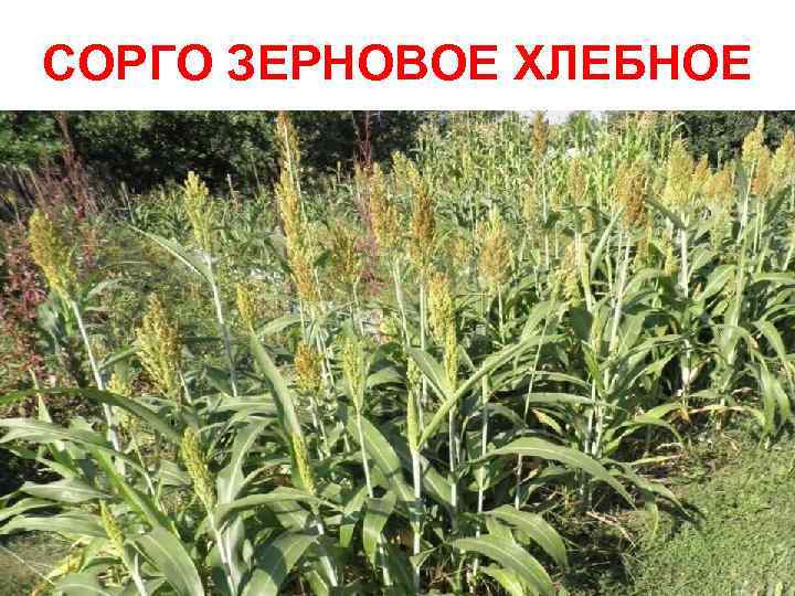 СОРГО ЗЕРНОВОЕ ХЛЕБНОЕ 