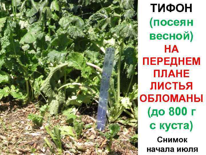 ТИФОН (посеян весной) НА ПЕРЕДНЕМ ПЛАНЕ ЛИСТЬЯ ОБЛОМАНЫ (до 800 г с куста) Снимок