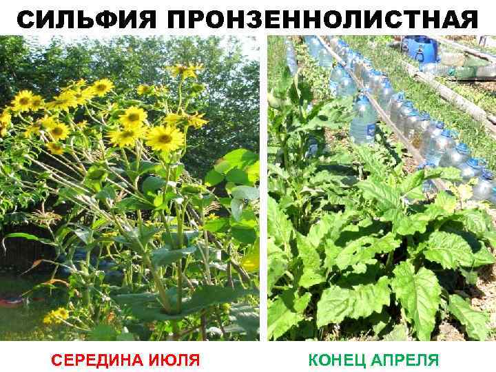 СИЛЬФИЯ ПРОНЗЕННОЛИСТНАЯ СЕРЕДИНА ИЮЛЯ КОНЕЦ АПРЕЛЯ 