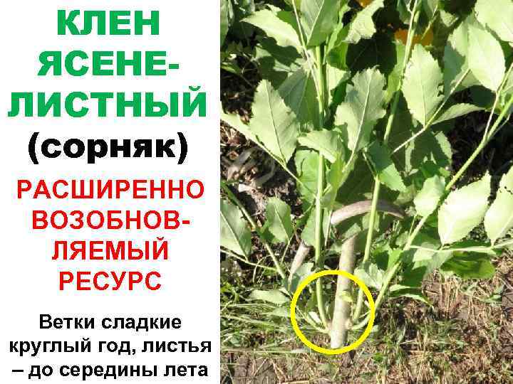 КЛЕН ЯСЕНЕЛИСТНЫЙ (сорняк) РАСШИРЕННО ВОЗОБНОВЛЯЕМЫЙ РЕСУРС Ветки сладкие круглый год, листья – до середины
