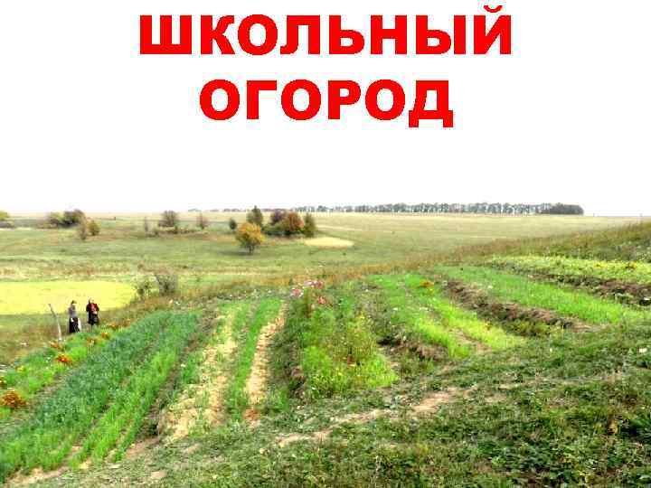 ШКОЛЬНЫЙ ОГОРОД 