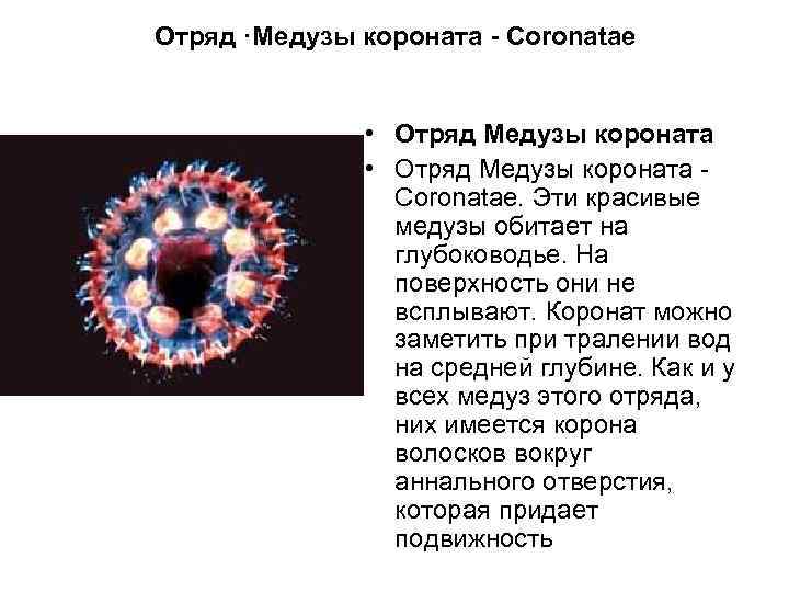 Отряд ·Медузы короната - Coronatae • Отряд Медузы короната - Coronatae. Эти красивые медузы