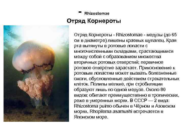 - Rhizostomae Отряд Корнероты - Rhizostomae - медузы (до 65 см в диаметре) лишены