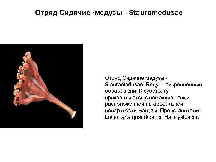 Отряд Сидячие ·медузы - Stauromedusae Отряд Сидячие медузы - Stauromedusae. Ведут прикрепленный образ жизни.
