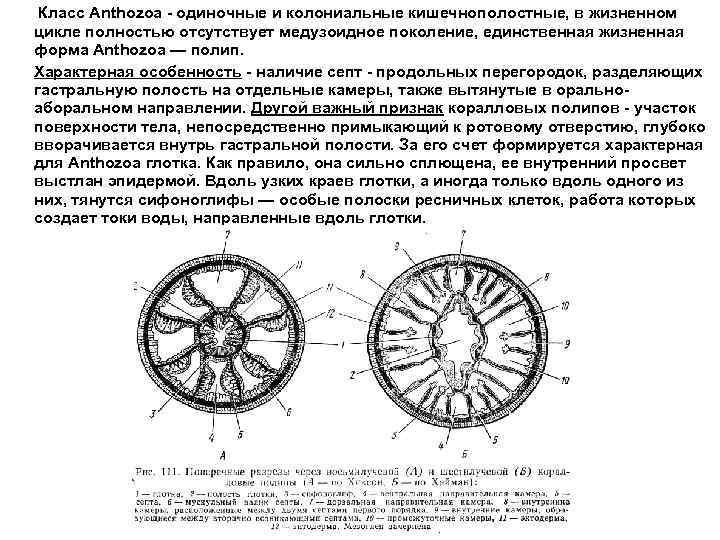 Класс Anthozoa - одиночные и колониальные кишечнополостные, в жизненном цикле полностью отсутствует медузоидное поколение,