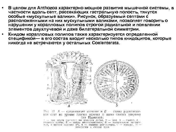  • • В целом для Anthozoa характерно мощное развитие мышечной системы, в частности