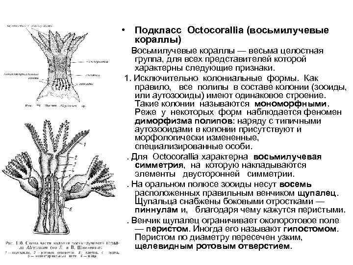  • Подкласс Octocorallia (восьмилучевые кораллы) Восьмилучевые кораллы — весьма целостная группа, для всех