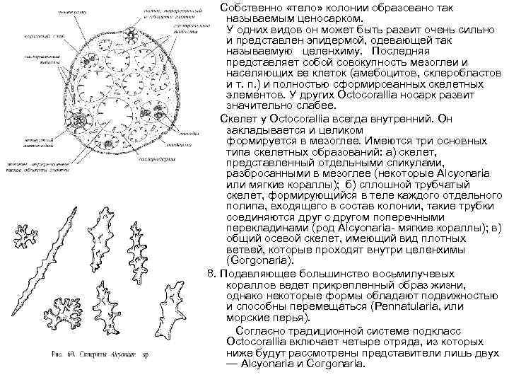 6. Собственно «тело» колонии образовано так называемым ценосарком. У одних видов он может быть