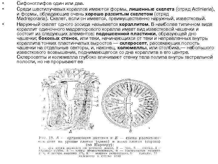  • • • Сифоноглифов один или два. Среди шестилучевых кораллов имеются формы, лишенные