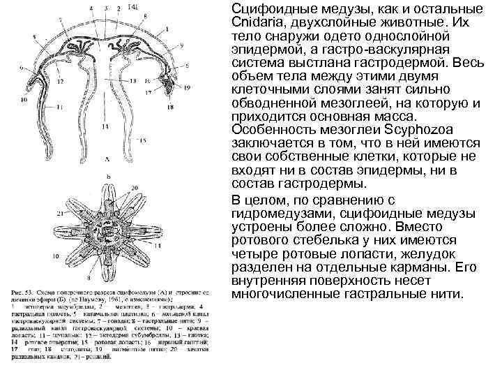  • Сцифоидные медузы, как и остальные Cnidaria, двухслойные животные. Их тело снаружи одето