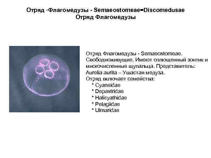 Отряд ·Флагомедузы - Semaeostomeae=Discomedusae Отряд Флагомедузы - Semaeostomeae. Свободноживущие. Имеют сплющенный зонтик и многочисленные