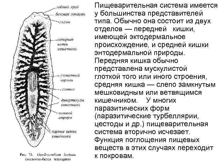 Замкнутая пищеварительная система. Ресничные черви пищеварительная система. Пищеварительная система белой планарии. Пищеварительная система ресничных плоских червей. Плоские Ресничные черви нервная система.