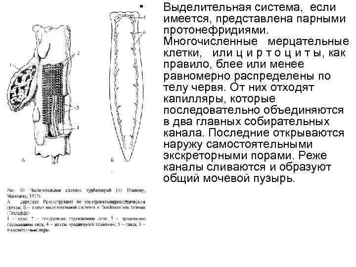  • Выделительная система, если имеется, представлена парными протонефридиями. Многочисленные мерцательные клетки, или ц