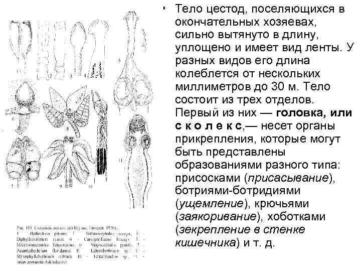  • Тело цестод, поселяющихся в окончательных хозяевах, сильно вытянуто в длину, уплощено и