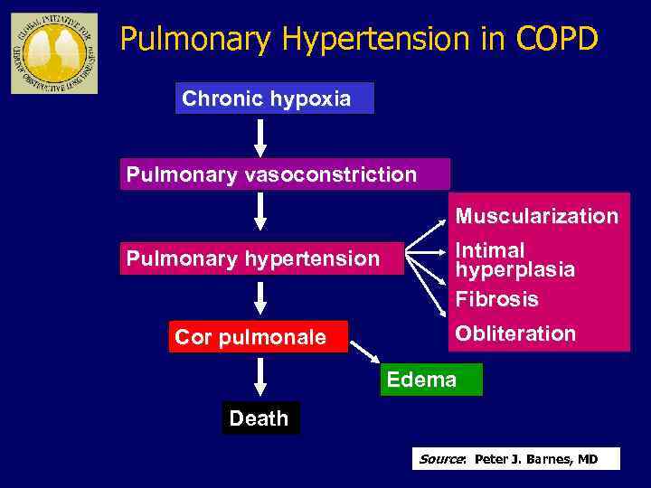 Pulmonary Hypertension in COPD Chronic hypoxia Pulmonary vasoconstriction Muscularization Pulmonary hypertension Intimal hyperplasia Fibrosis