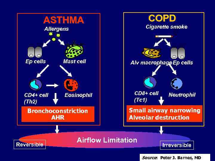 COPD ASTHMA Cigarette smoke Allergens Y Y Y Ep cells Mast cell CD 4+