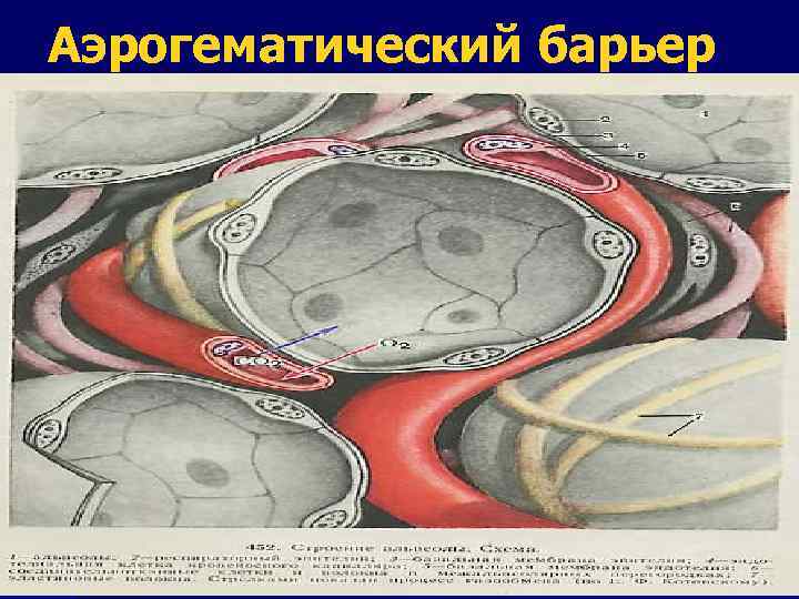 Аэрогематический барьер гистология рисунок