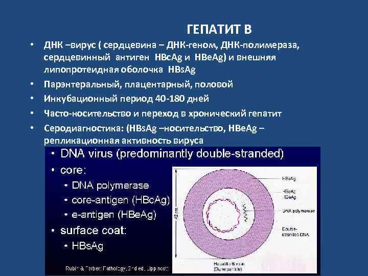 ГЕПАТИТ В • ДНК –вирус ( сердцевина – ДНК-геном, ДНК-полимераза, сердцевинный антиген HBc. Ag