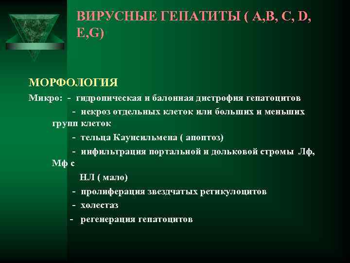 ВИРУСНЫЕ ГЕПАТИТЫ ( А, B, C, D, E, G) МОРФОЛОГИЯ Микро: - гидропическая и