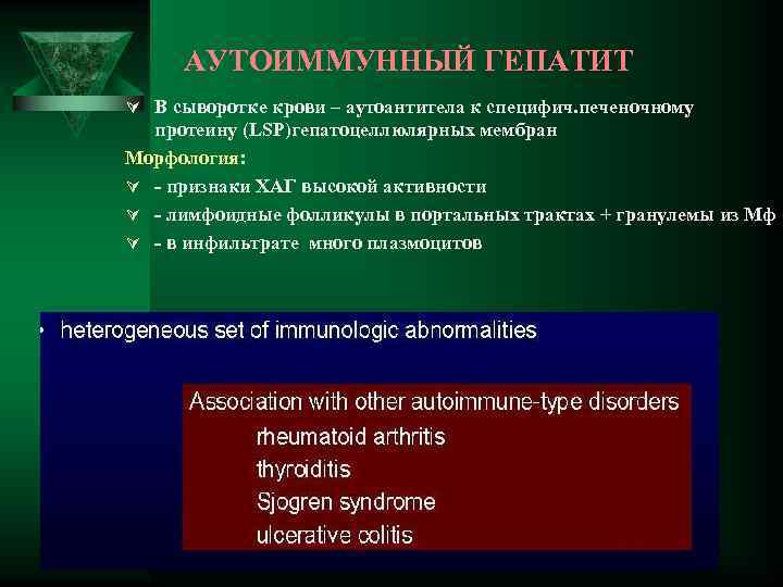 АУТОИММУННЫЙ ГЕПАТИТ Ú В сыворотке крови – аутоантитела к специфич. печеночному протеину (LSP)гепатоцеллюлярных мембран