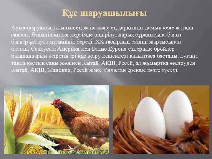 Құс шаруашылығы Ауыл шаруашылығының ең жаңа және ең қарқынды дамып келе жатқан саласы. Өнімнің