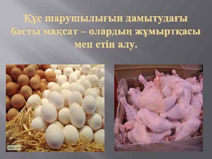 Құс шарушылығын дамытудағы басты мақсат – олардың жұмыртқасы мен етін алу. 